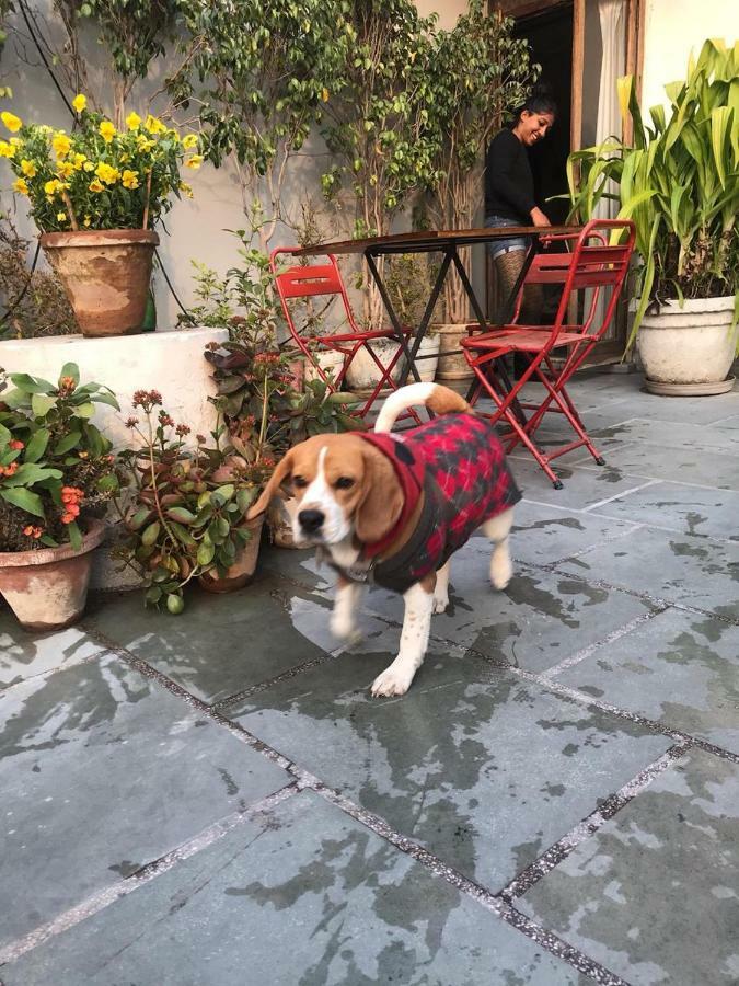 The Lazy Patio Homestay New Delhi Exteriör bild