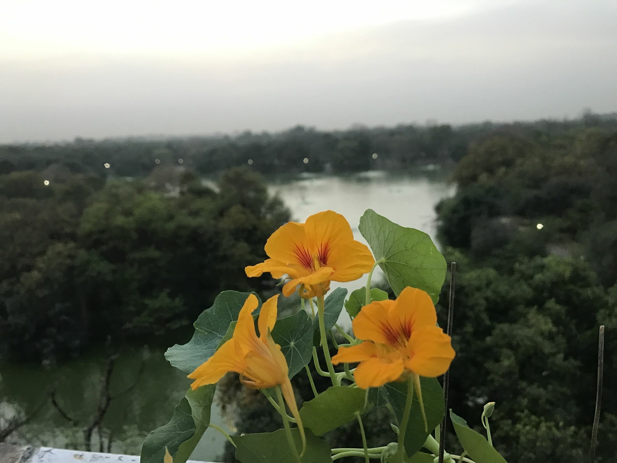 The Lazy Patio Homestay New Delhi Exteriör bild